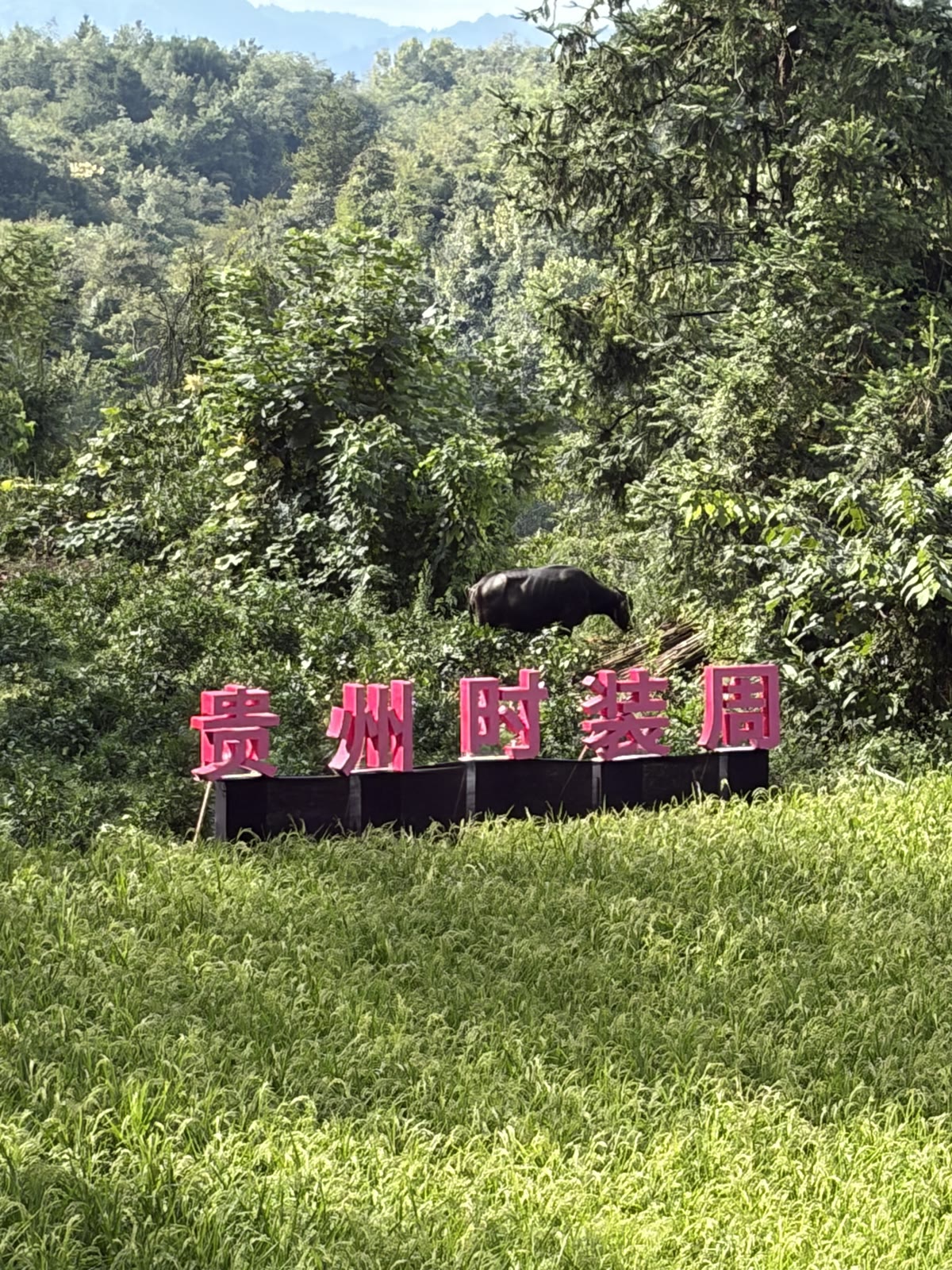 The Guizhou Fashion Week sign in the field, with a water buffalo grazing beside it