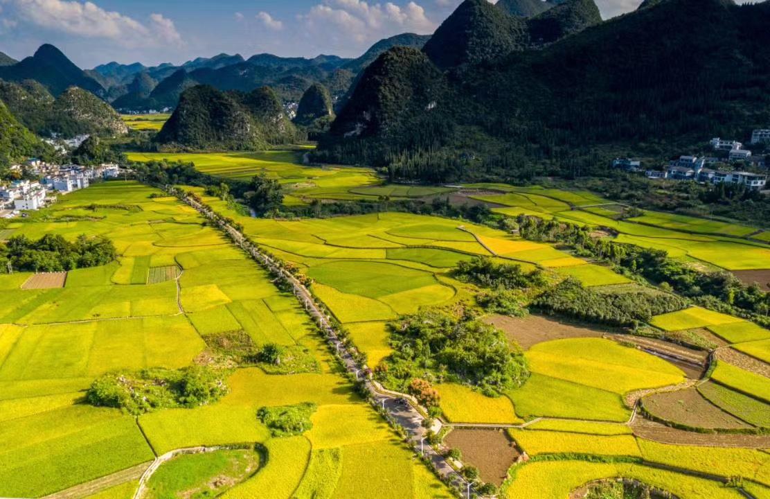 Golden ripe rice fields patchworked across the Wanfenglin valley floor between green karst peaks in autumn