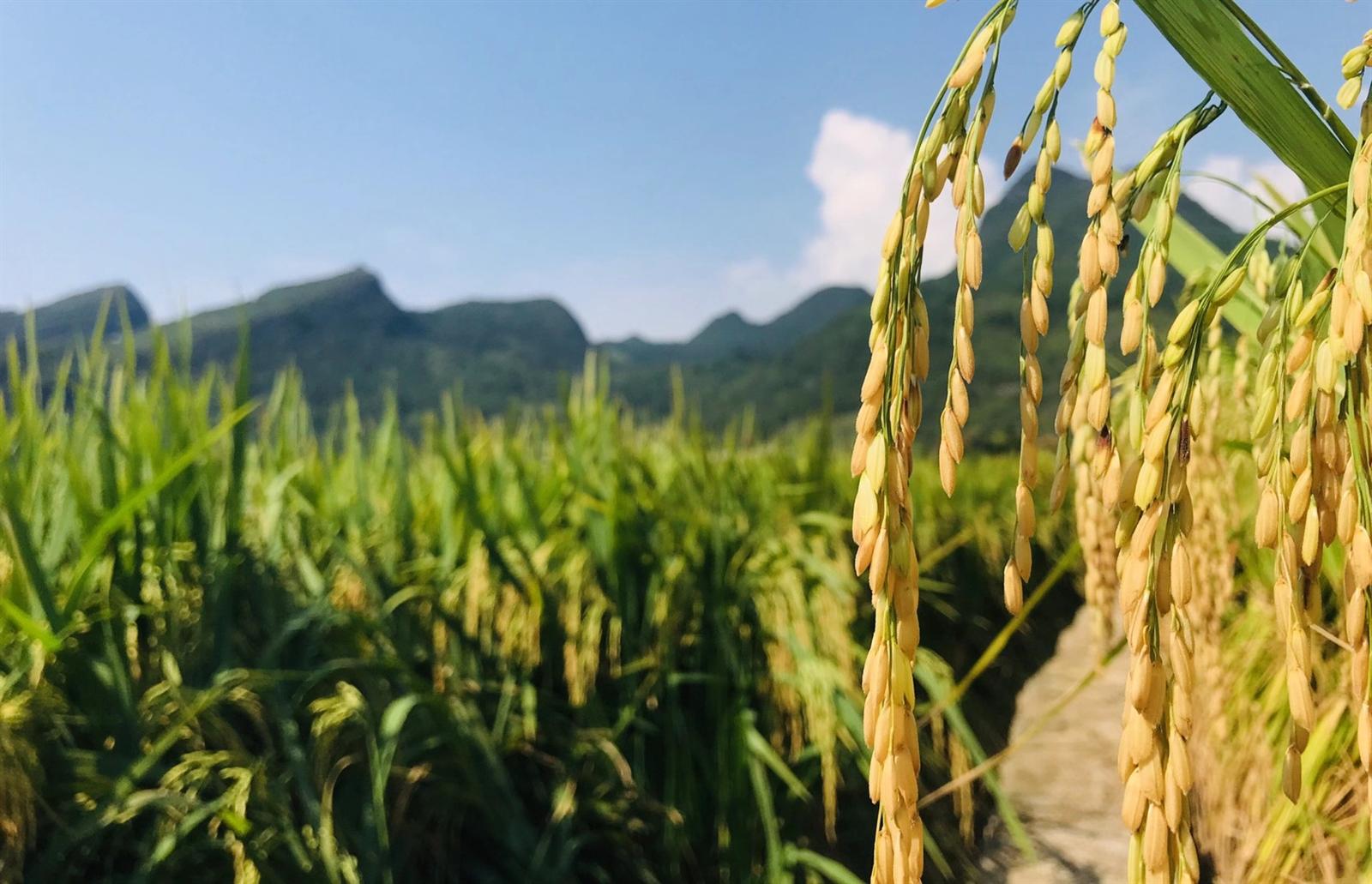 Close-up of ripe golden ears of rice ready for harvest against a blue sky in Wanfenglin
