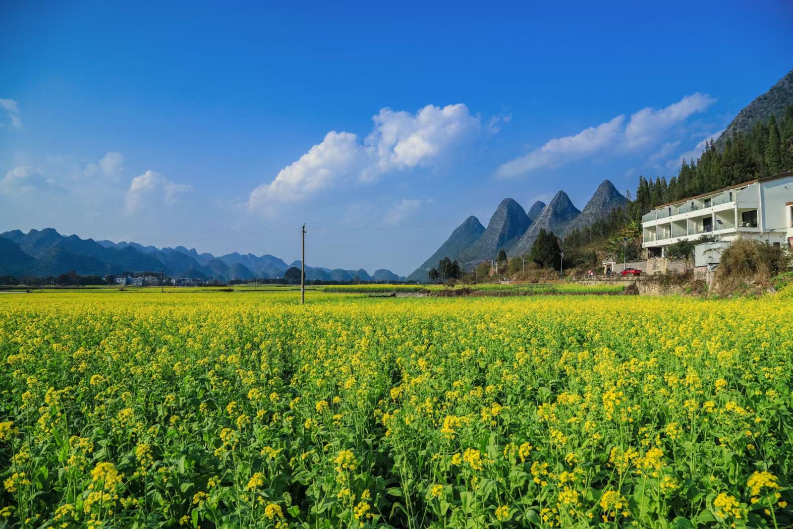 Yellow canola blossom in flower across the Wanfenglin valley floor with karst peaks behind under a blue sky