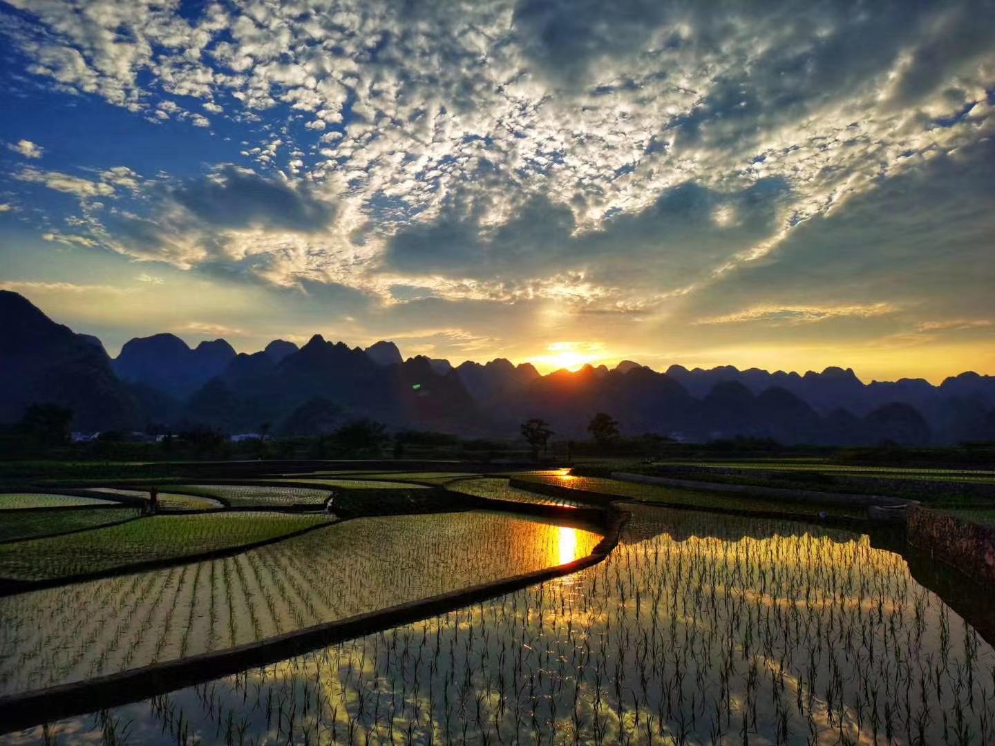 Sunset over flooded Wanfenglin rice paddies turned gold with karst peaks in silhouette